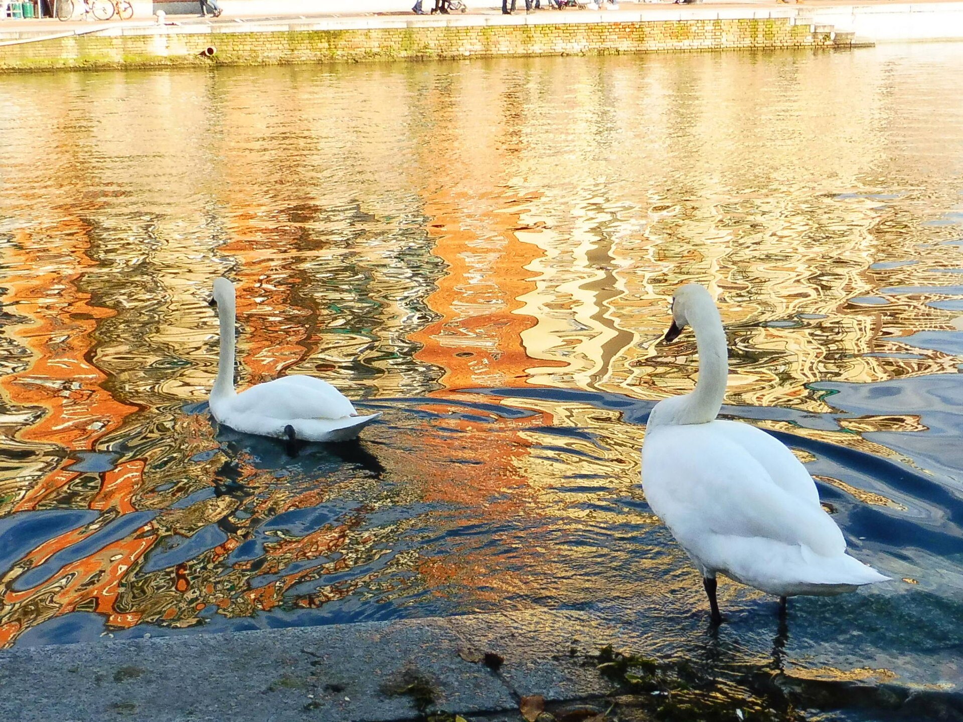 Swans on the Darsena in late afternoon light