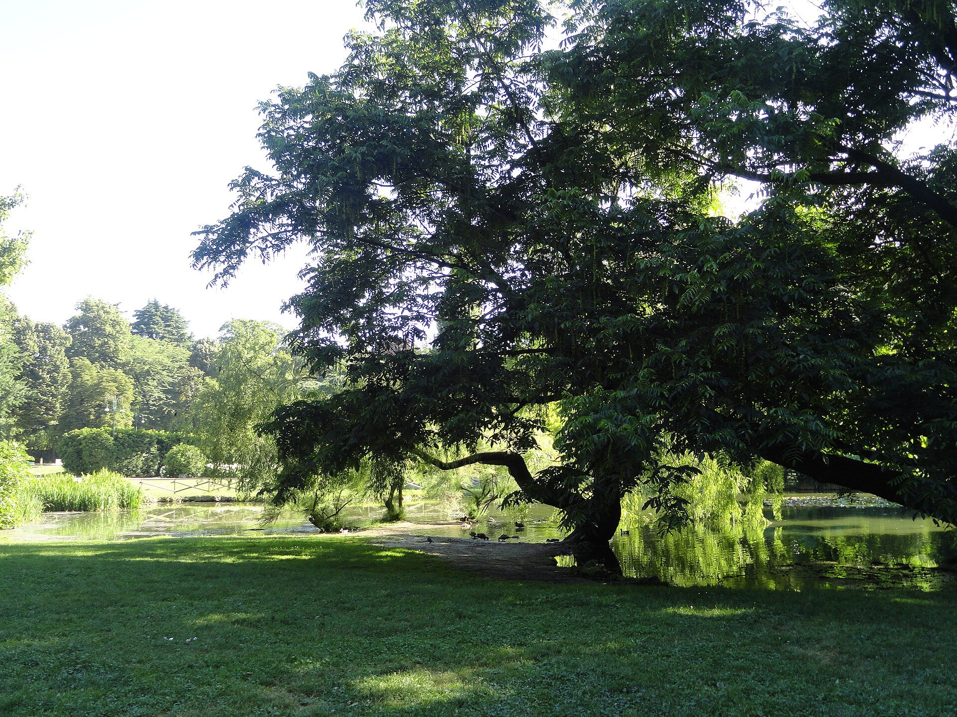 A large spreading tree on the lawn in Parco Sempione